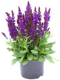 Salvia nemorosa  - Steppen-Salbei "Medium Purple" - im 3l Container