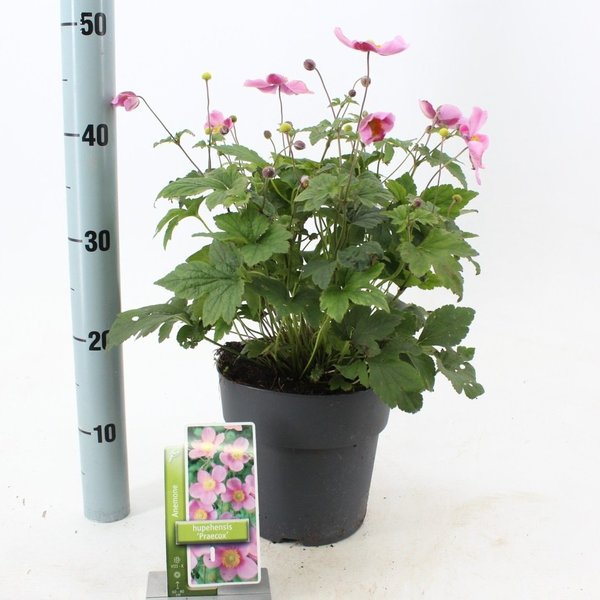 Herbst - Anemone "Pink Cloud" - im 3l Container