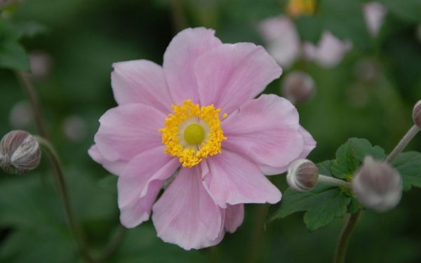 Herbst - Anemone "Pink Cloud" - im 3l Container