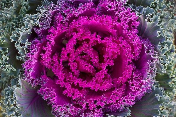 Zierkohl - Brassica oleracea "Pink"