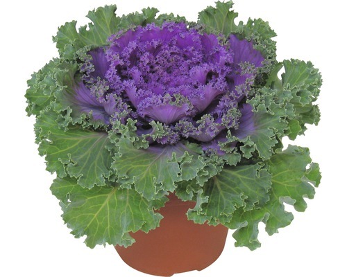 Zierkohl - Brassica oleracea "Violet"