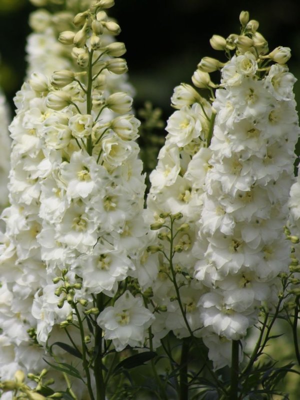 Rittersporn - Delphinium "White"
