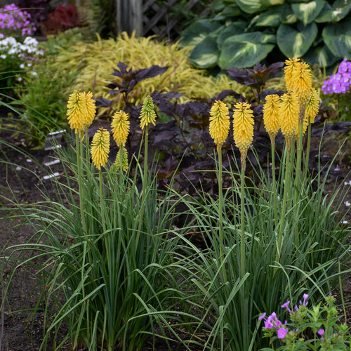 Fackellilie - Kniphofia "Solar Flare" - im 3l Container
