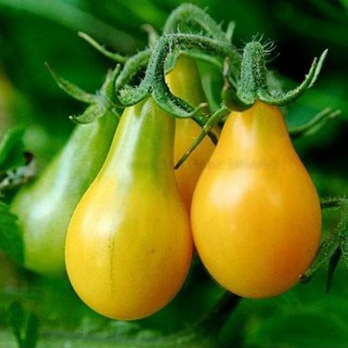 Tomate 'Yellow Pear' - Birnentomate