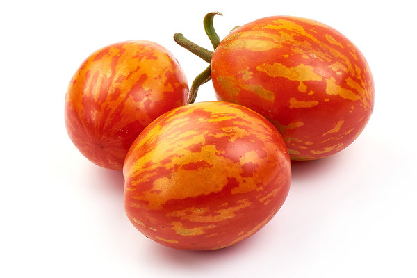 Tomate 'Red Zebra' - Normalfrucht