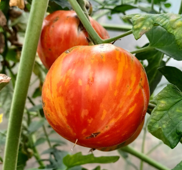 Tomate 'Red Zebra' - Normalfrucht