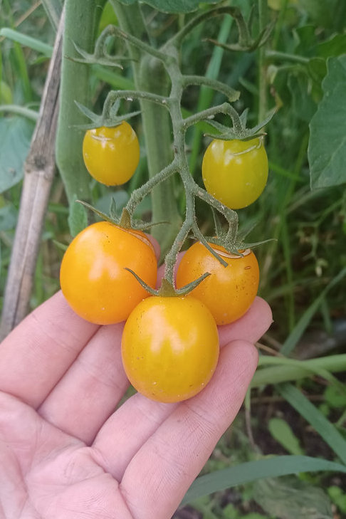 Tomate 'Stargold F1' - die Geschmackvolle - Cherrytomate