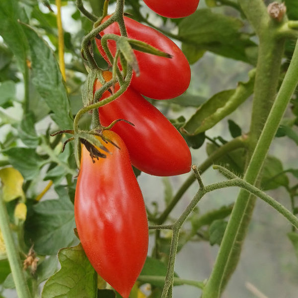 Tomate 'Trilly F1' - die Geschmackvolle - Cherrytomate