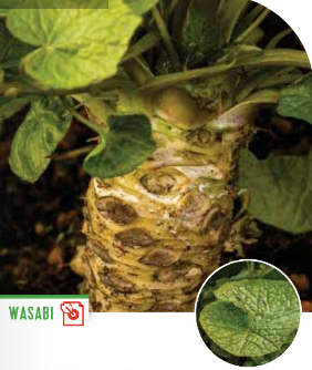 Wasabi - Pflanze