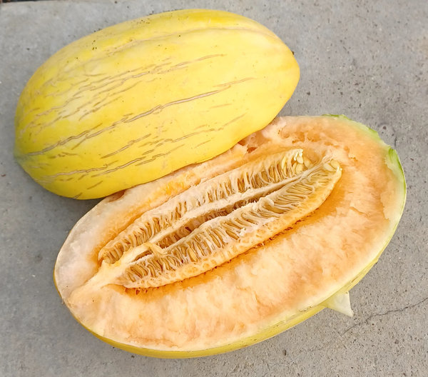 Melone "Mangomel F1"