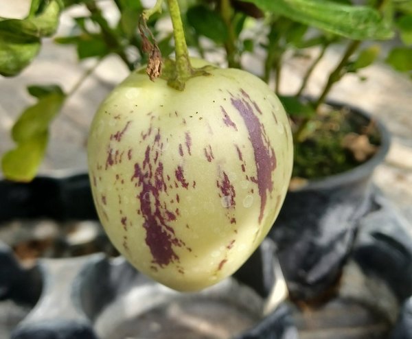 Birnen-Melone "Pepino"