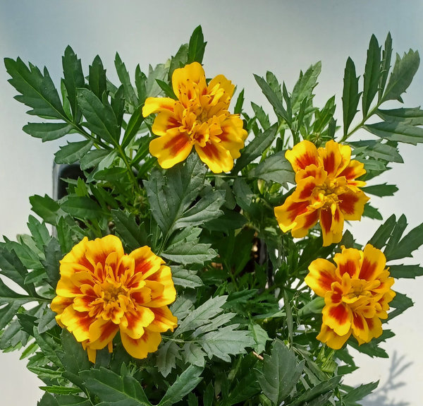 Studentenblume - Tagetes patula 'Queen Yellow Fire'