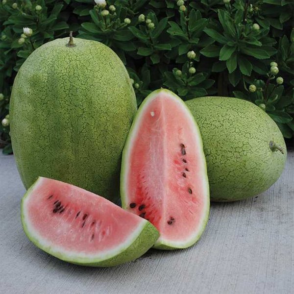 Wassermelone "Ali Baba"