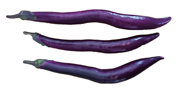 Aubergine "Gioleta F1" - Jungpflanze