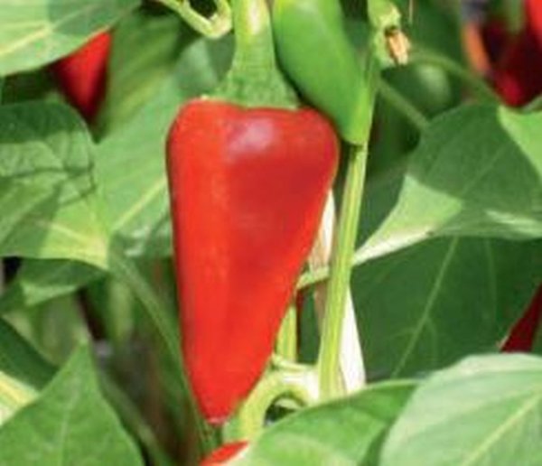 Peperoni "Chili AS" - Jungpflanze - Schärfe 6 bis 7