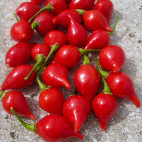 Peperoni "Button Red" - Jungpflanze - Schärfe 1