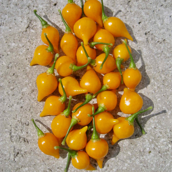 Peperoni "Button Yellow" - Jungpflanze - Schärfe 1