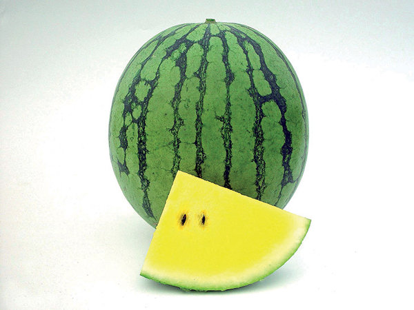 Wassermelone "Prima Gold F1" - Jungpflanze