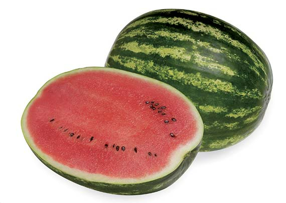 Wassermelone "Top Gun F1" - Jungpflanze