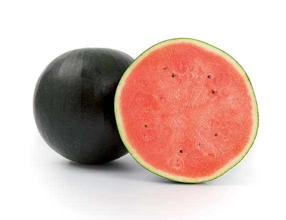 Wassermelone "Conguita F1" - Jungpflanze