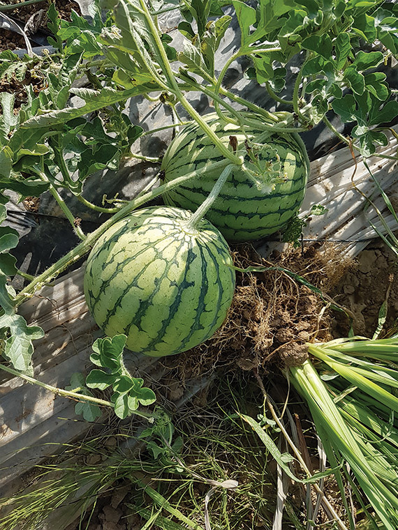 Wassermelone "Pepita F1" - Jungpflanze