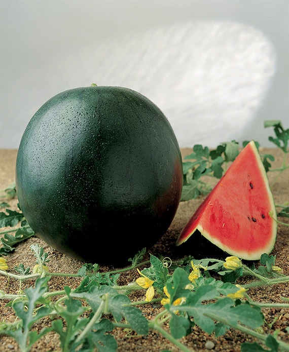 Wassermelone "Toro F1" - Jungpflanze